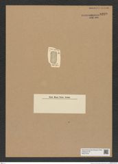 Diatomeae indet. Zeichnungen Sammlung Grunow Nr. 8229 (NHMW-BOT-W0377618)